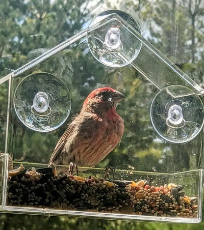 Transparent Outdoor Bird Feeder