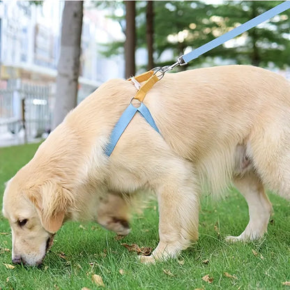 Escape-Proof Rainbow Dog Walking Kit