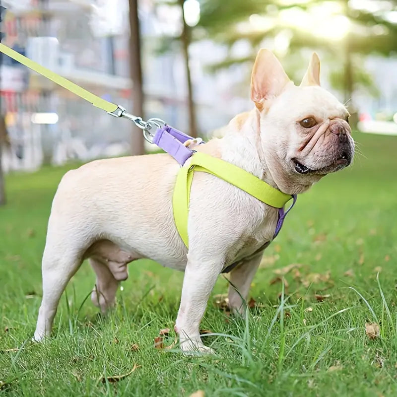 Escape-Proof Rainbow Dog Walking Kit