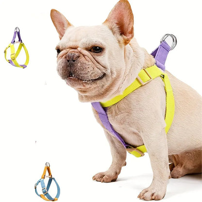 Escape-Proof Rainbow Dog Walking Kit